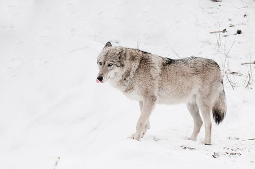Grijze wolf vrouwtje in de sneeuw, mooi sterk dier in de winter.