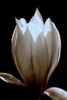 Magnolie