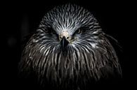Portrait d'un oiseau de proie par Pureframed Photos Aperçu