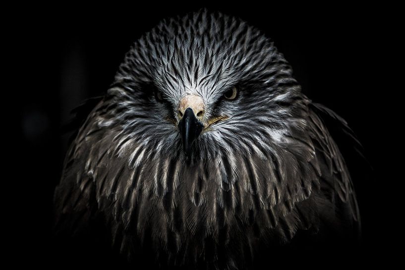 Portrait d'un oiseau de proie par Pureframed Photos