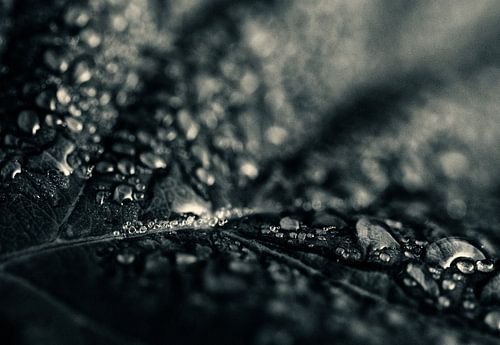 Drops on leaf