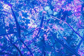 Märchenwald von Maarten Trybou