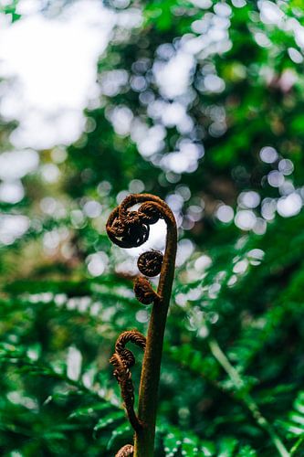 Fougère tropicale