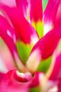 Color explosion by Alexander Cox thumbnail