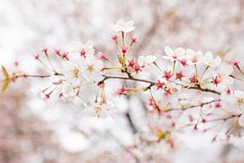 Kersenboom (Prunus avium) van Gerard Veenhof