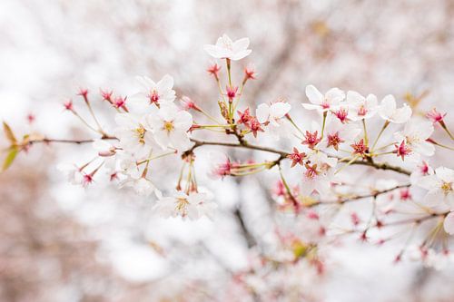 Kirschbaum (Prunus avium) von Gerard Veenhof
