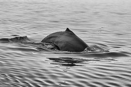 Blauwal von Menno Schaefer