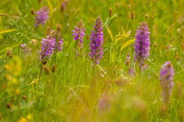 Rietorchis sur Margreet Frowijn