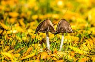 Twee paddenstoelen in een veld met herfstbladeren van Frans Blok thumbnail