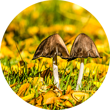 Twee paddenstoelen in een veld met herfstbladeren van Frans Blok