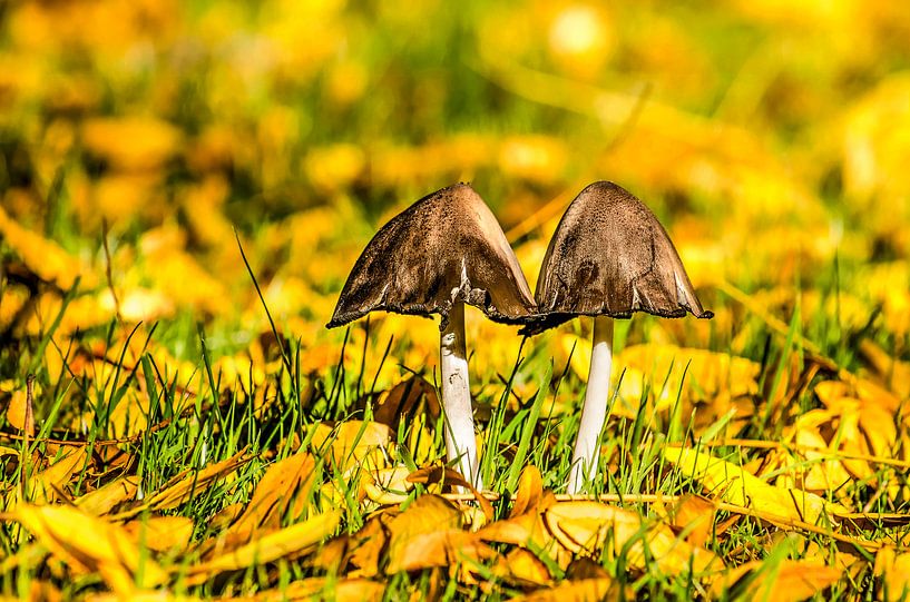 Twee paddenstoelen in een veld met herfstbladeren van Frans Blok