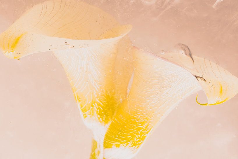 Weiße Calla in Eis 3 von Marc Heiligenstein