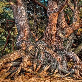 foto van een denneboom stronk in de bosrand met een mooie bast van Peter Buijsman