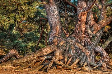 foto van een denneboom stronk in de bosrand met een mooie bast van Peter Buijsman