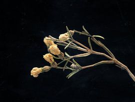 Cute yellow ones by Andreas Berheide Photography