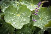 Opinionated Lavender by Rene van Heerdt thumbnail