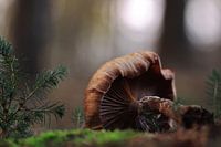 Fallen Giant
