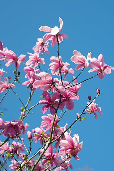 Tulpenbaum von Henriette Tischler van Sleen