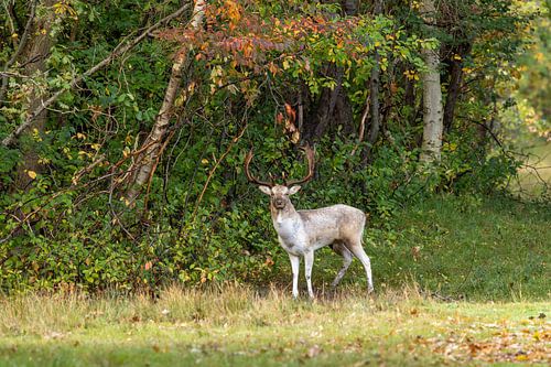 De bok en het seizoen