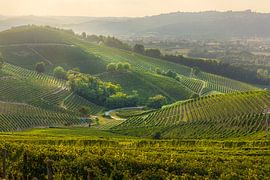 Weinberglandschaft in den Langhe bei Sonnenuntergang, Barbaresco von Stefano Orazzini