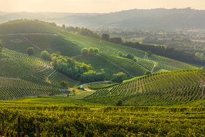Weinberglandschaft in den Langhe bei Sonnenuntergang, Barbaresco