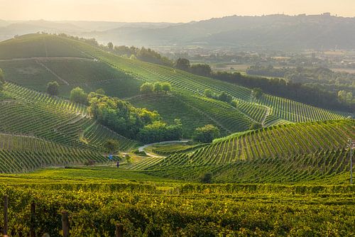 Langhe Vineyard Landscape at sunset, Barbaresco by Stefano Orazzini