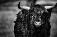 Schotse Hooglander in zwart wit. van Rens Bressers thumbnail