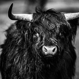 Schotse Hooglander in zwart wit. van Rens Bressers