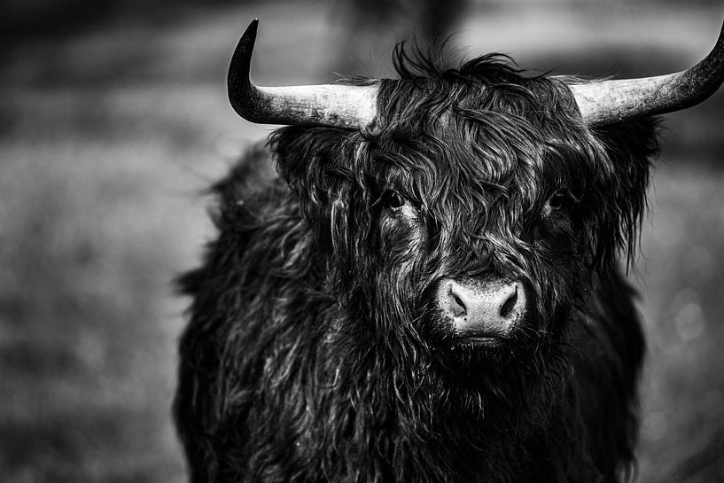 Schotse Hooglander in zwart wit. van Rens Bressers