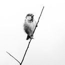 Blowing in the wind van Ruud Peters thumbnail