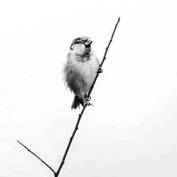 Blowing in the wind van Ruud Peters
