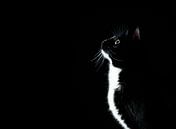 schwarz / weiße Katze, die neugierig schaut von Geert D Miniaturansicht