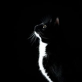 black and white cat curious looking by Geert D