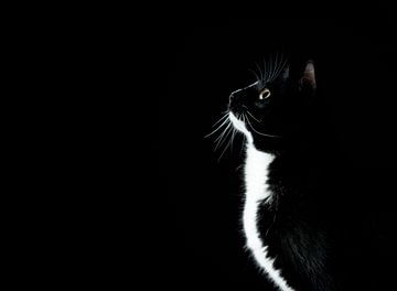 schwarz / weiße Katze, die neugierig schaut
