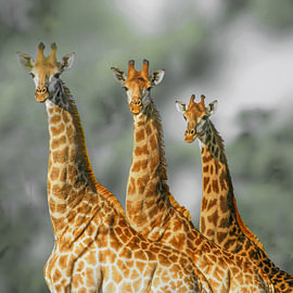 Surprised by Arthur Batenburg