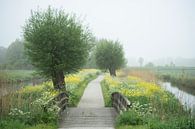 Road in the polder with bridge, pollard willows, cow parsley and oilseed rape by Birgitte Bergman thumbnail
