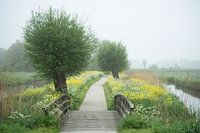 Weggetje in de polder met brug, knotwilgen, fluitenkruid en koolzaad