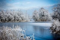 White winter