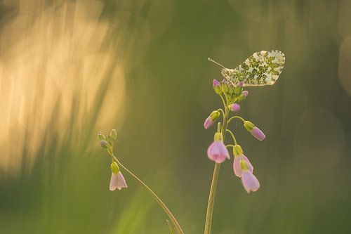 Vlinder in ochtendzon (oranjetipje - Anthocharis cardamines)