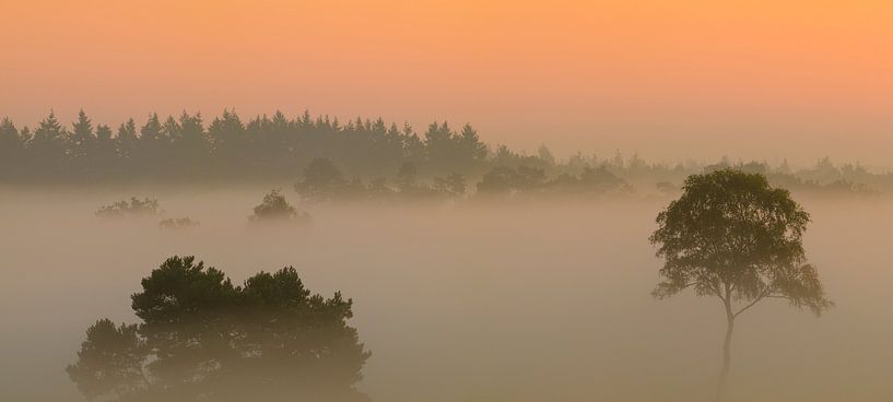 Sunrise with fog over a heather landscape by Sjoerd van der Wal Photography