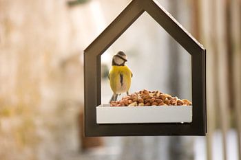 Vogelhuisje met pimpelmees