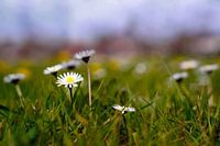 Madeliefjes in groen grasveld