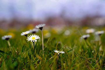 Madeliefjes in groen grasveld van Tom Van Dyck