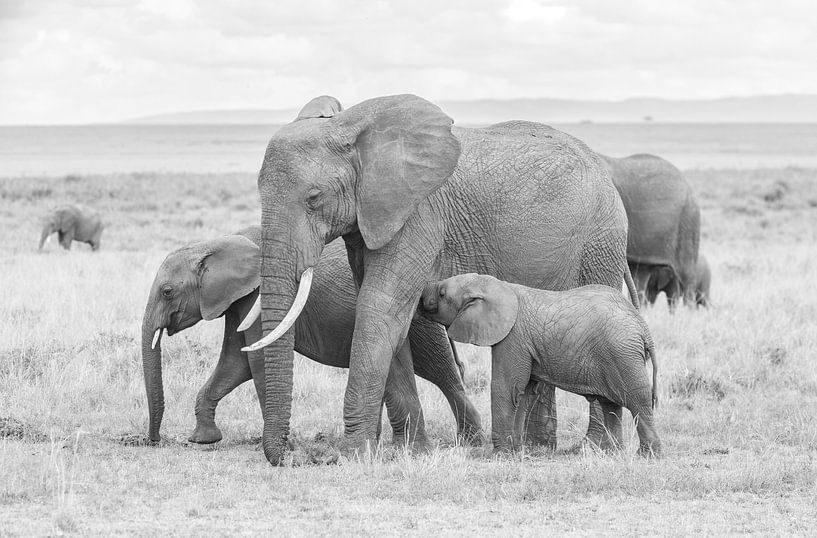 A family affair at the African savannah! by Robert Kok
