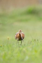 Grutto greift Raupe auf Grasland von Jeroen Stel
