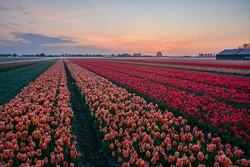 De bollenvelden van Carla Matthee