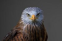 Red kite