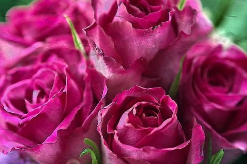 Rose 1