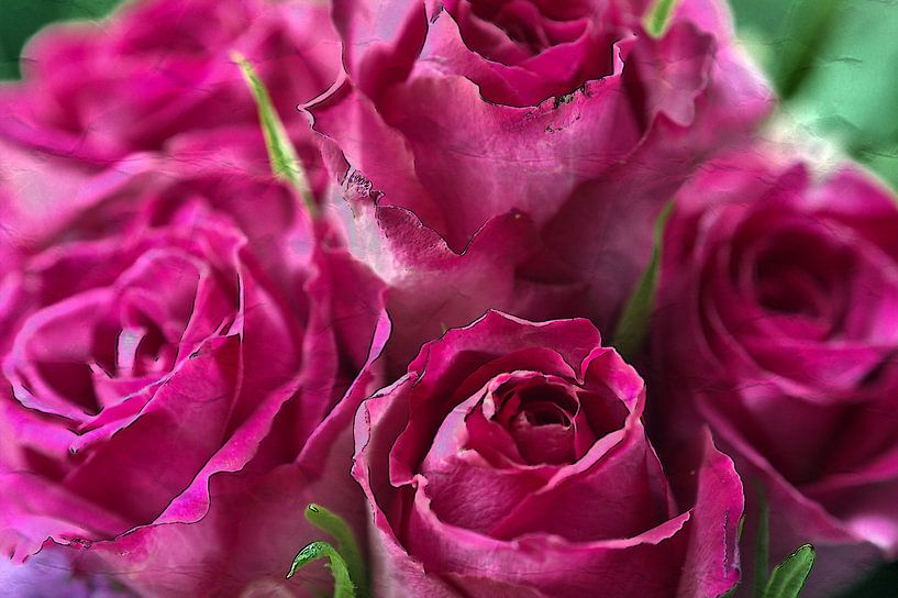 Rose 1 van Edgar Schermaul