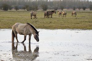 Wild Konikpaard in natuurgebied de Oostvaardersplassen van Sjoerd van der Wal Fotografie